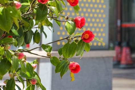 茶花风水